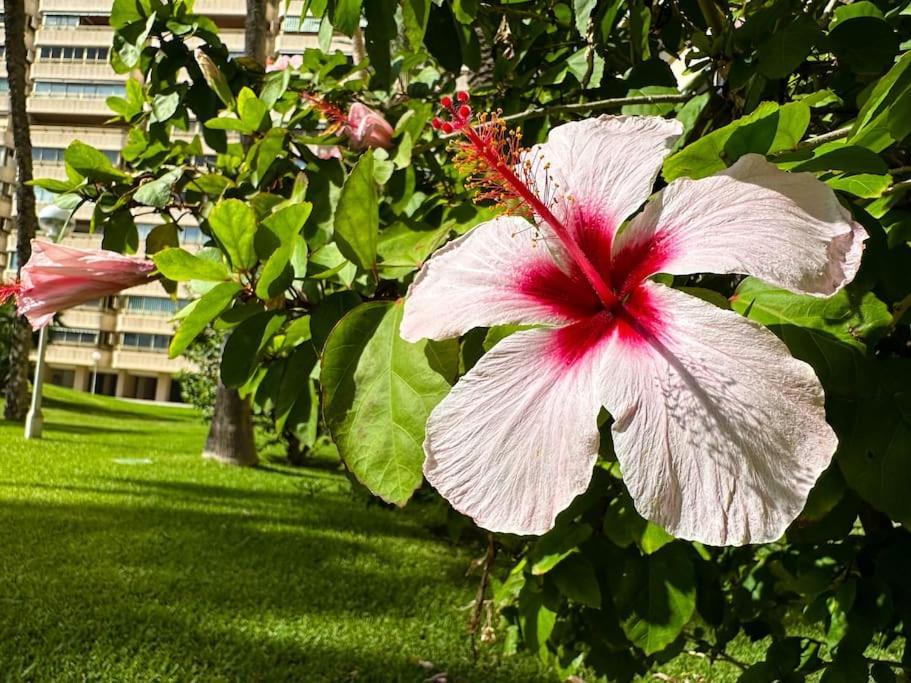 Apto. Tobago, Vistas Y Urbanizacion De Ensueno El Campello Zewnętrze zdjęcie